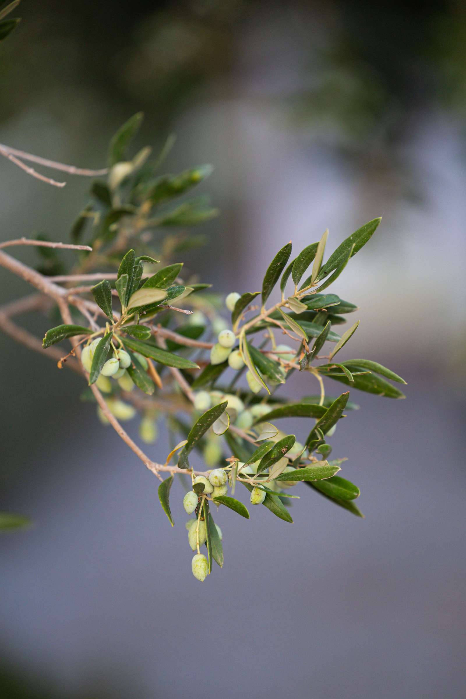 Eggares Olive Oil Museum